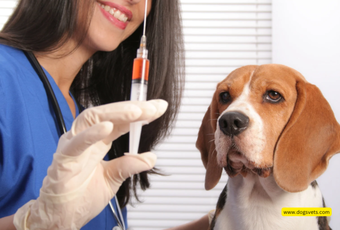 Urgent Dog Health Alert: Millions at Risk Due to Listeria Outbreak We're pleased to confirm your approval as a paid contributor. We have a Google News Approved site.   1. Guest Post Articles: $100 per article (500 words minimum) 1. Link Text Placements: $95 for three links 2. CBD Content for Pets: $550 per post 3. Press Releases: $200 each 4. Specialized Links (Gambling, Casino/ Gaming/Betting, Forex/Crypto): $1,500  5. Homepage Links: $500 per month 6. 1-Year Unlimited Guest Posting: $3,500 Payments are made via Bank Transfer or PayPal to: theblogtify@gmail.com. All articles will be published within 2-5 hours..   Our other sites also welcome contributions, priced at $100 per post: * www.moneyvests.com $100 (Business/Finance/Crypto) * www.nursevicky.com  $100 (Health) * www.petsguide.info  $100 (Pets) * www.petsdairy.com $100 (Pets) * www.techwires.co $100 (Tech) * www.fumipets.com $100 (Pets) * www.sportcasino.info $100 For sample article, visit: https://dogsvets.com/best-bark-collars-shock-collars-reviews/     Best Regards,   Management Team www.dogsvets.com